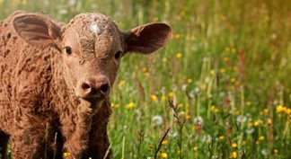 Cattle Tags